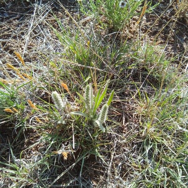 Plantago patagonica Blodyn