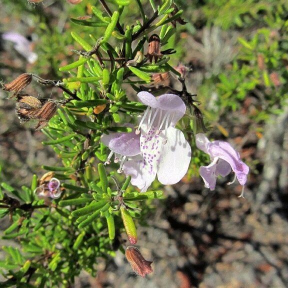 Conradina grandiflora Blomma