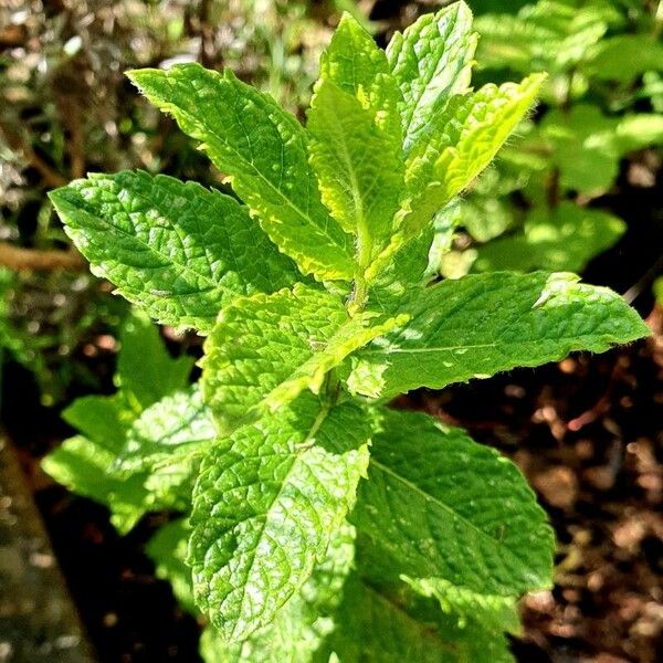 Mentha × rotundifolia Habitus