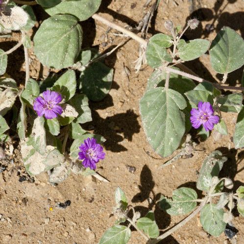 Allionia incarnata Celota