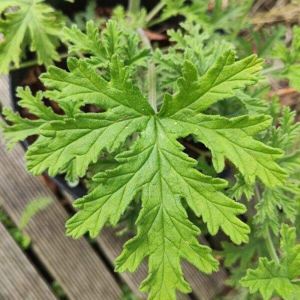 Pelargonium graveolens 叶