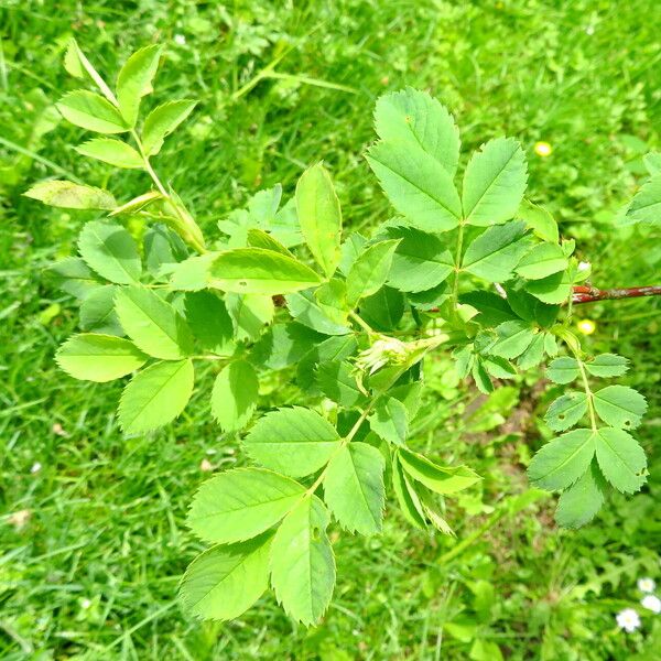 Rosa spinosissima Yaprak