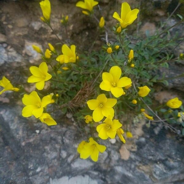 Linum campanulatum फूल