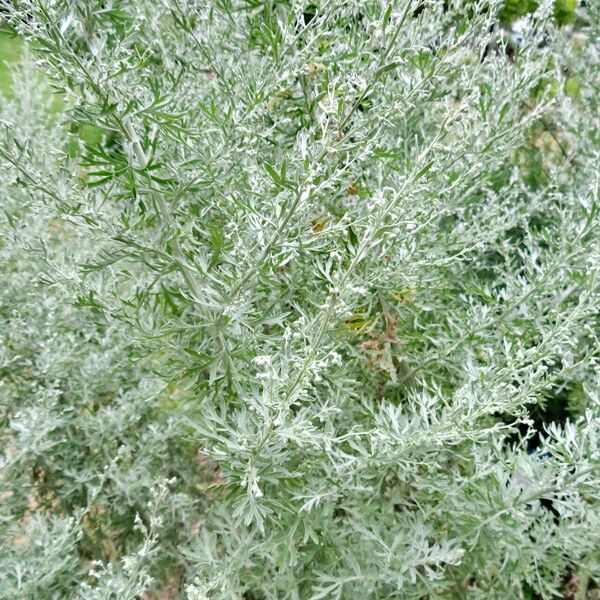 Artemisia absinthium Hábitos