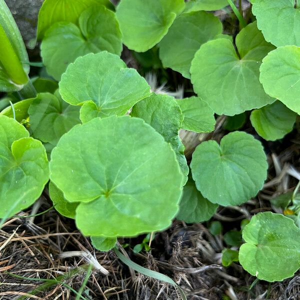 Viola biflora Hoja