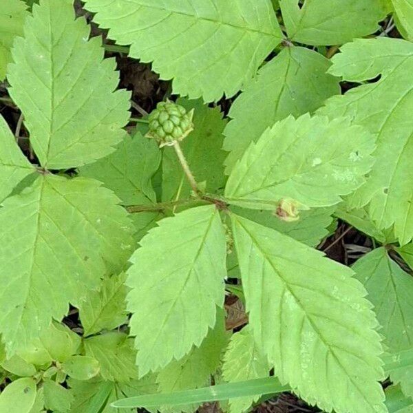 Rubus pubescens Blad