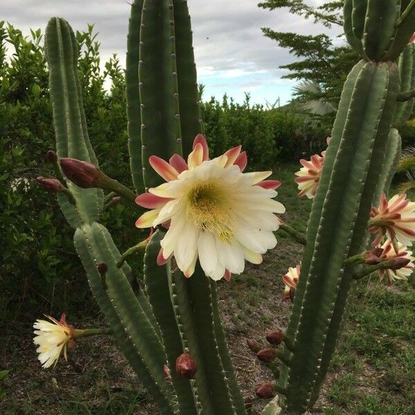 Cereus hexagonus Λουλούδι