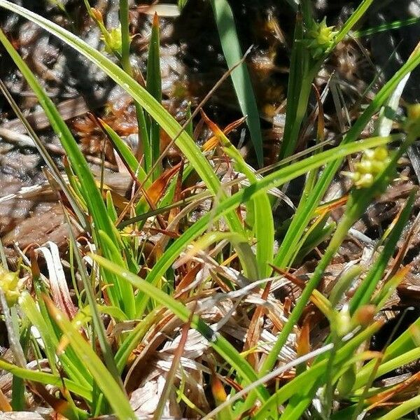 Carex oederi Leaf