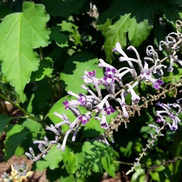 Buddleja lindleyana Kvet