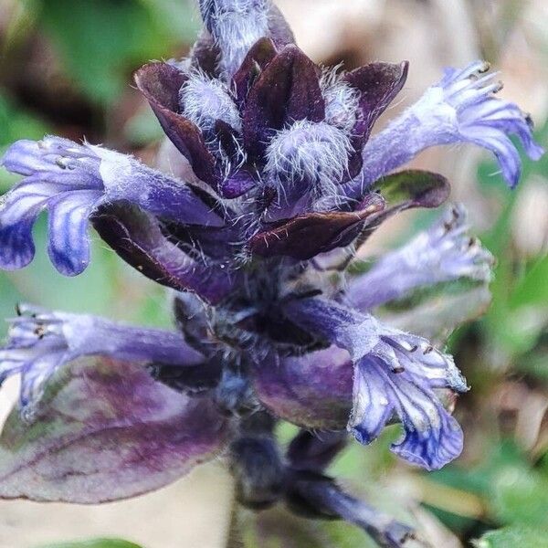 Ajuga pyramidalis Λουλούδι