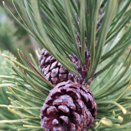 Pinus mugo Ffrwyth