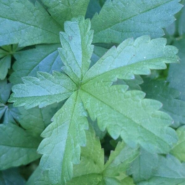 Potentilla reptans Leaf
