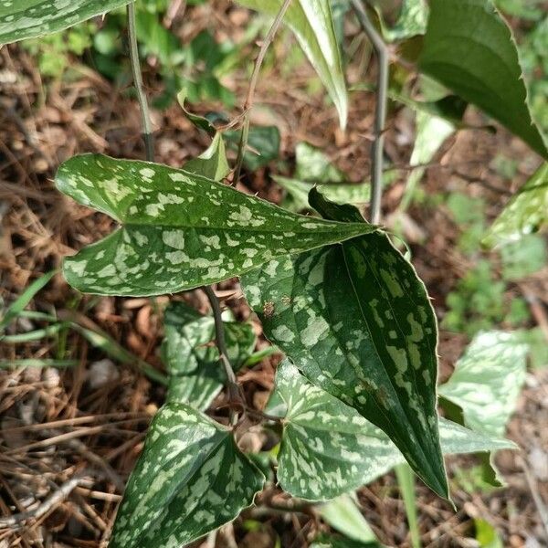 Smilax bona-nox Feuille