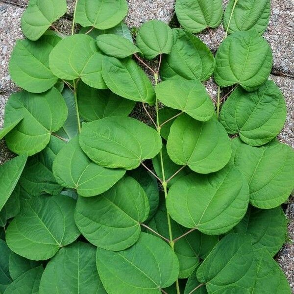 Cercidiphyllum japonicum 葉