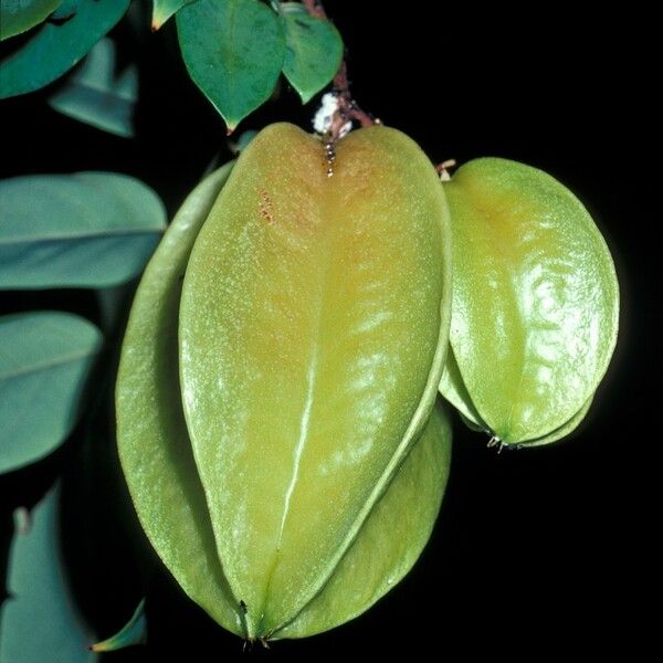 Averrhoa carambola Vrucht