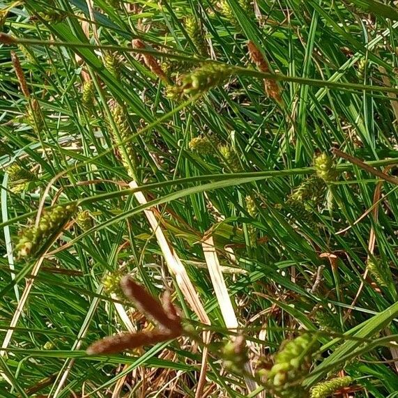 Carex distans Natur