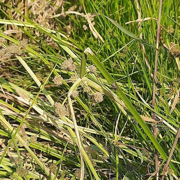 Cyperus difformis Λουλούδι