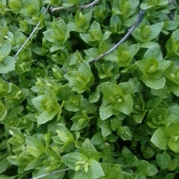 Stellaria media Blatt