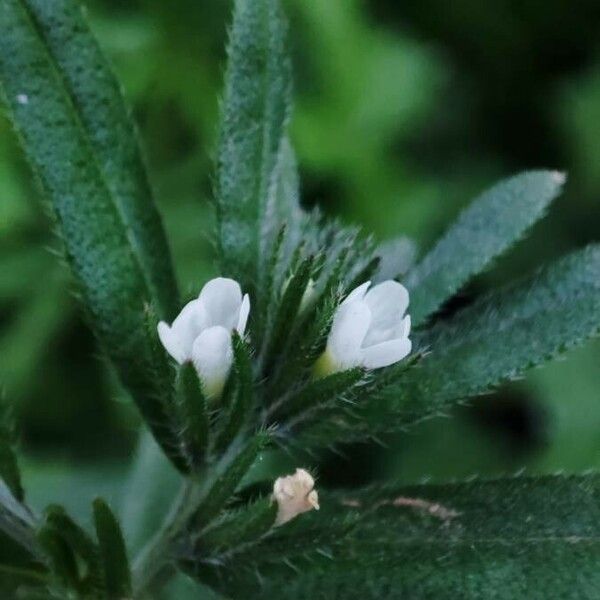 Buglossoides arvensis Blomst