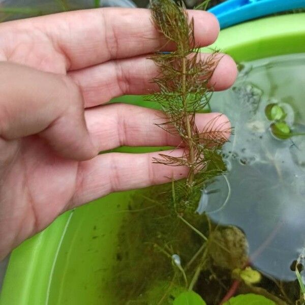 Myriophyllum verticillatum Hoja