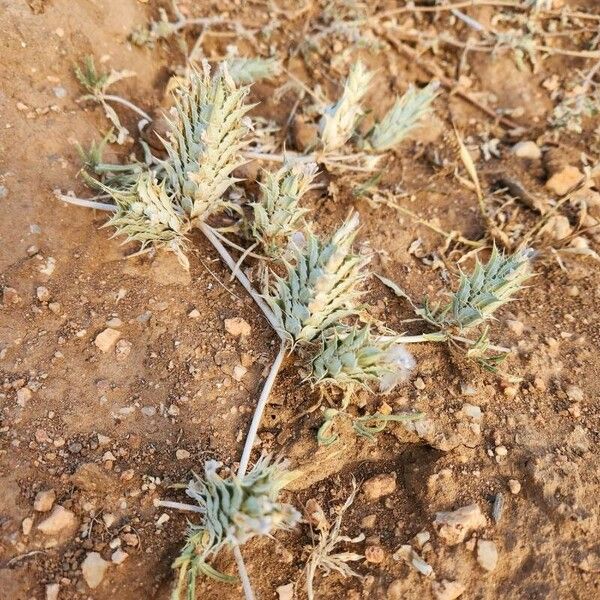 Blepharis linariifolia Fruct