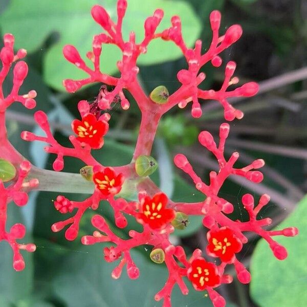 Jatropha podagrica Λουλούδι