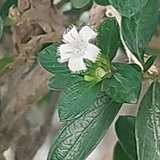 Serissa japonica Blomma