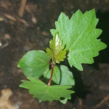 Vitis rotundifolia 叶