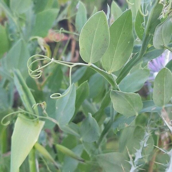 Lathyrus ochrus Folha