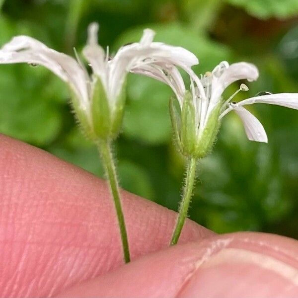 Stellaria nemorum Flower