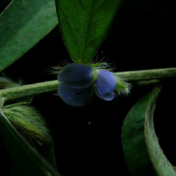 Crotalaria sessiliflora অভ্যাস