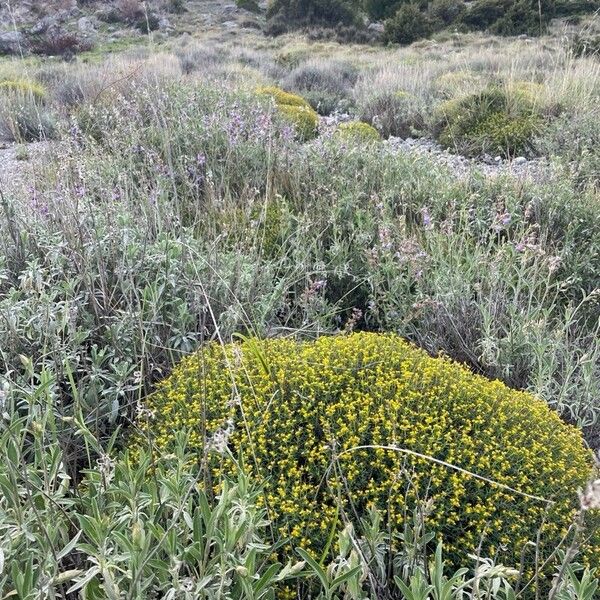 Euphorbia spinosa Blomst