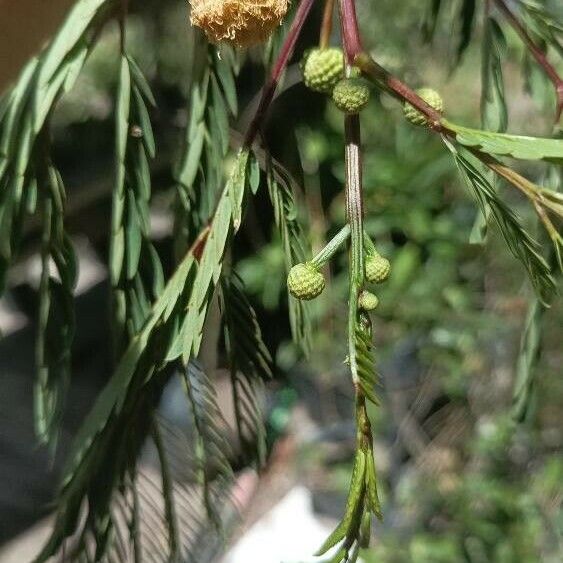 Anadenanthera colubrina Květ