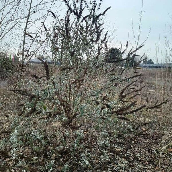 Buddleja davidii Habitus