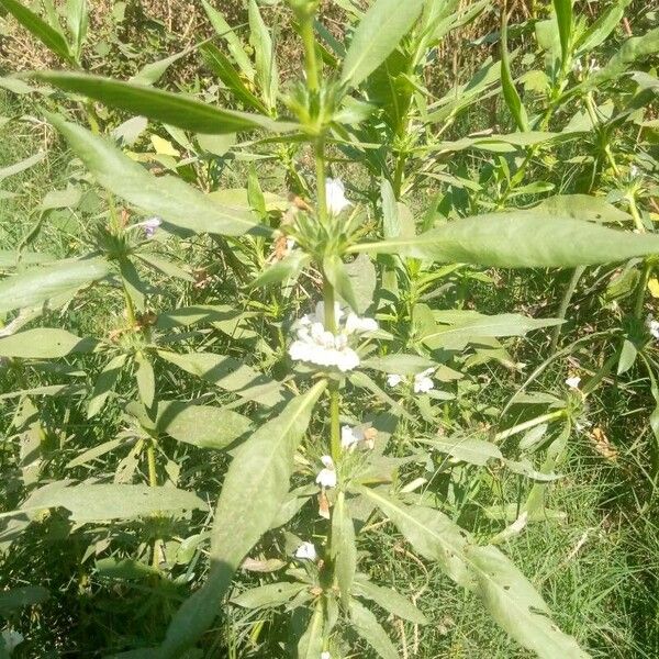 Hygrophila auriculata List