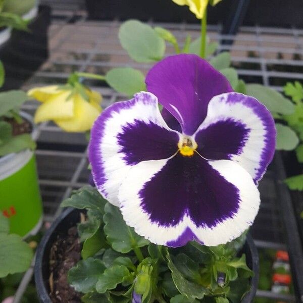 Viola × wittrockiana फूल