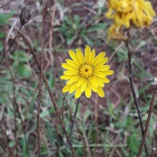 Reichardia picroides Flower