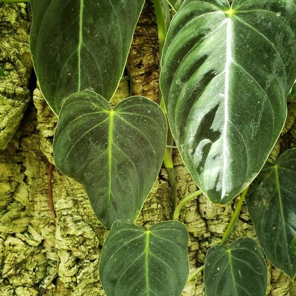 Philodendron melanochrysum Blatt