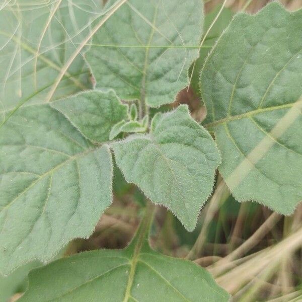 Solanum villosum Leaf