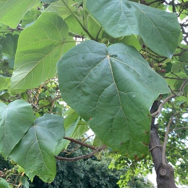 Paulownia tomentosa Blatt