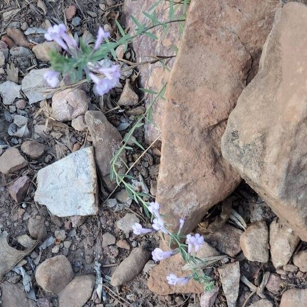 Vicia americana Blomma