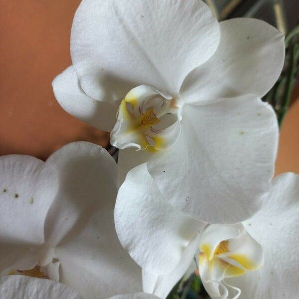 Phalaenopsis amabilis Fiore