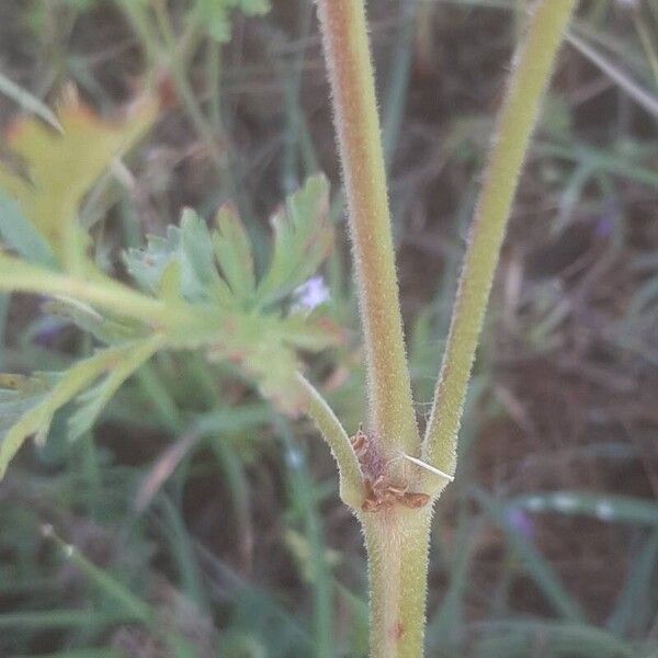 Erodium ciconium ᱪᱷᱟᱹᱞᱤ