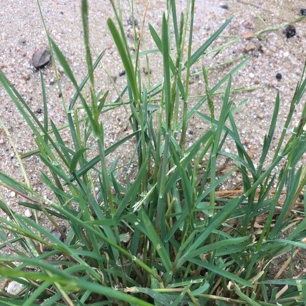 Glyceria declinata Hoja