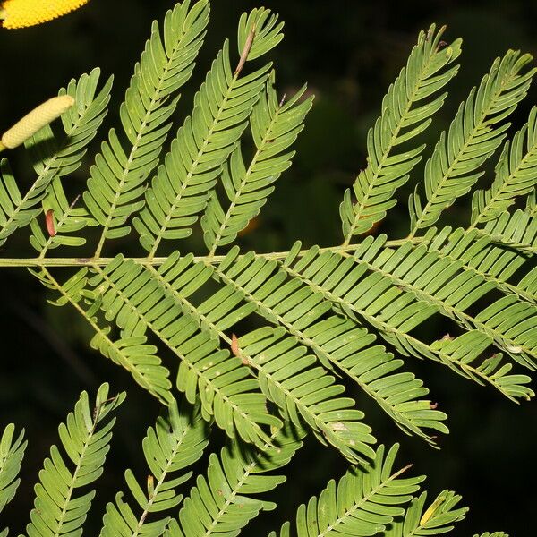 Vachellia collinsii Yaprak