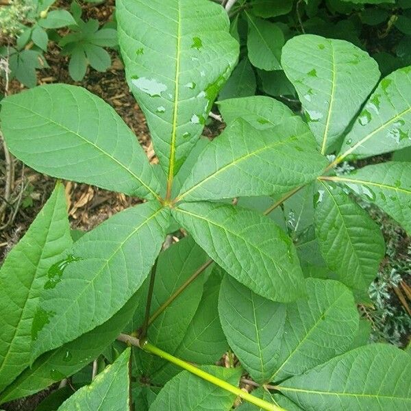 Aesculus parviflora Leaf