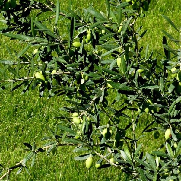 Olea europaea Habitus