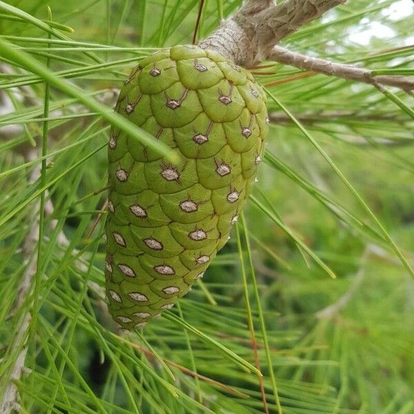 Pinus halepensis 果實