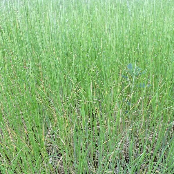 Aegilops cylindrica Habitat