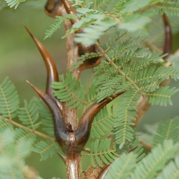 Acacia cornigera кора